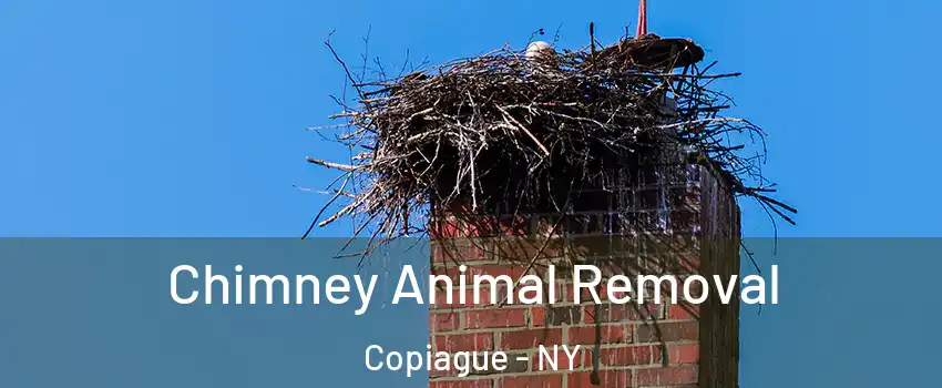  Chimney Animal Removal Copiague - NY