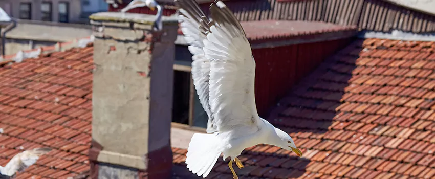 Residential Chimney Animal Removal Solution in Copiague, NY