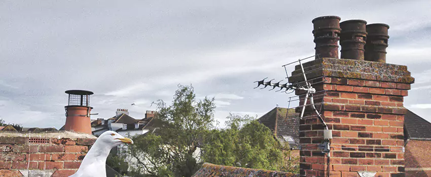 Chimney Cleaning And Restoration in Copiague, New York
